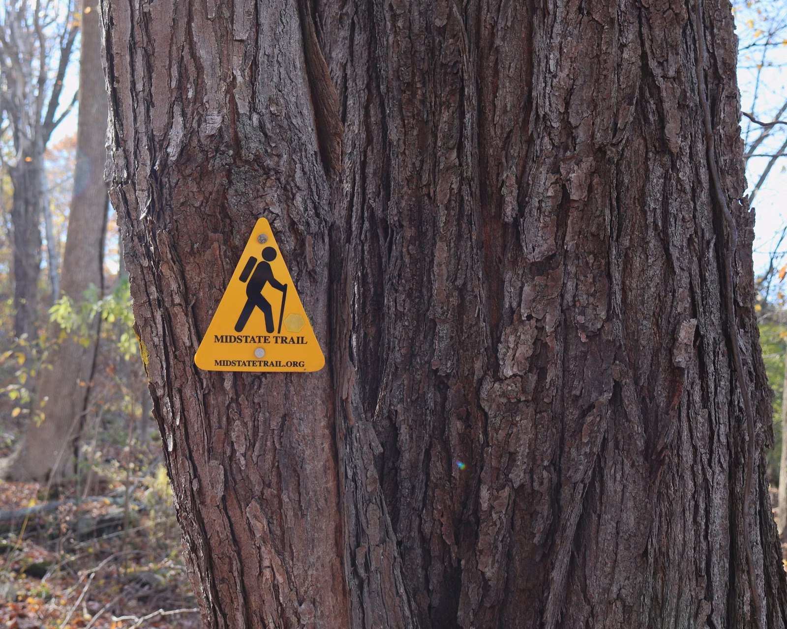 A yellow Midstate Trail marker fixed to a tree trunk in autumn woods in central Massachusetts